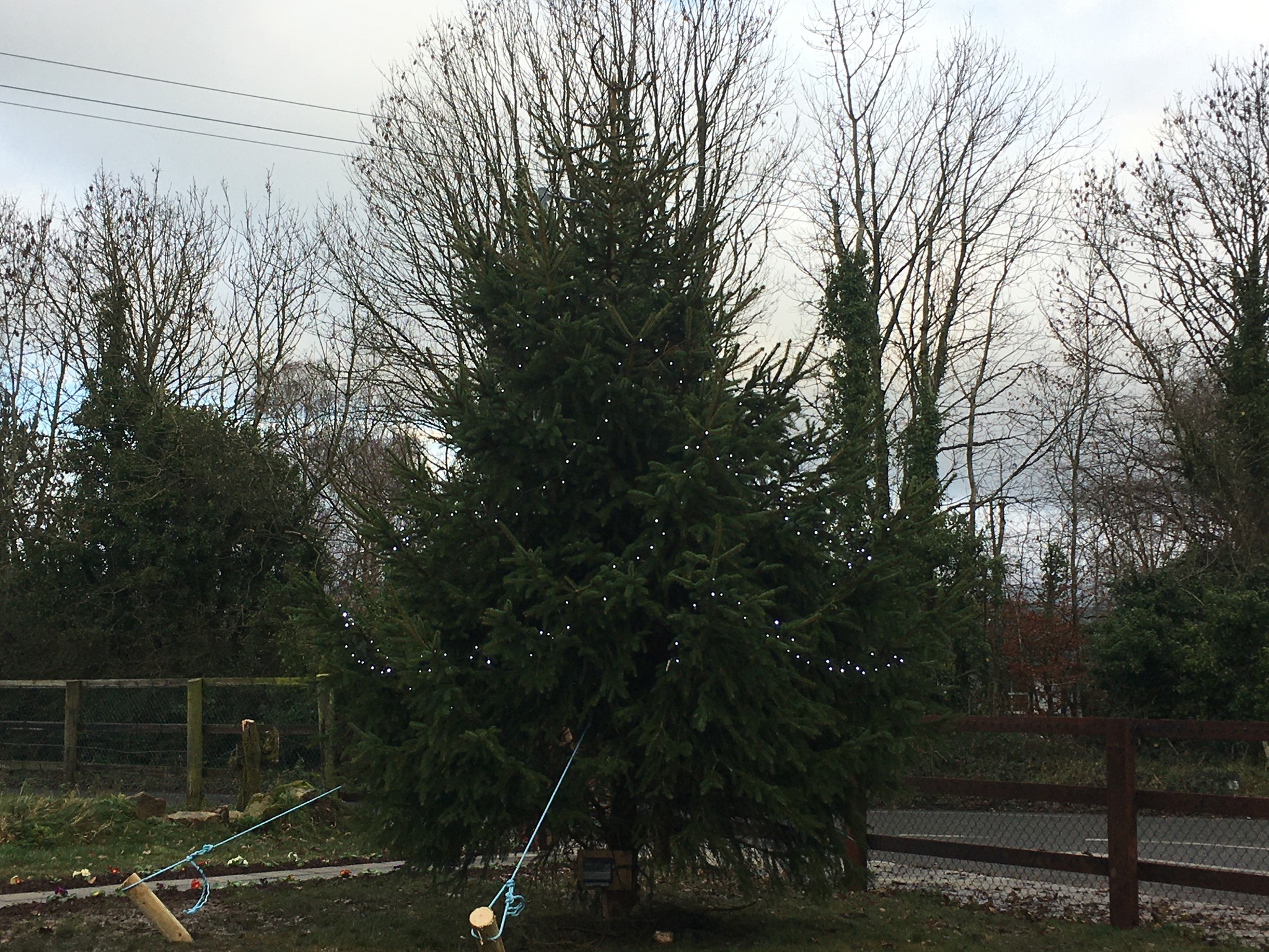 Festive Decorated Christmas Tree located at  Kilbride GAA Club