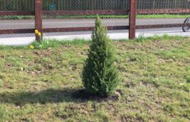 Christmas Tree Planted on Kilbride GAA Grounds – Come see!