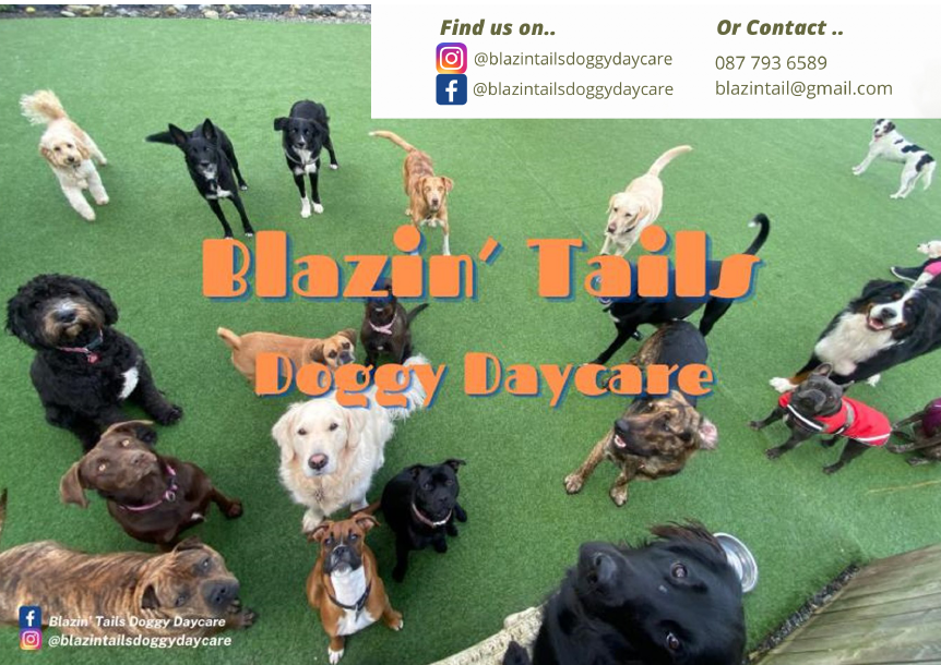 Blazin' Tails Doggy Daycare - Full Page Advert