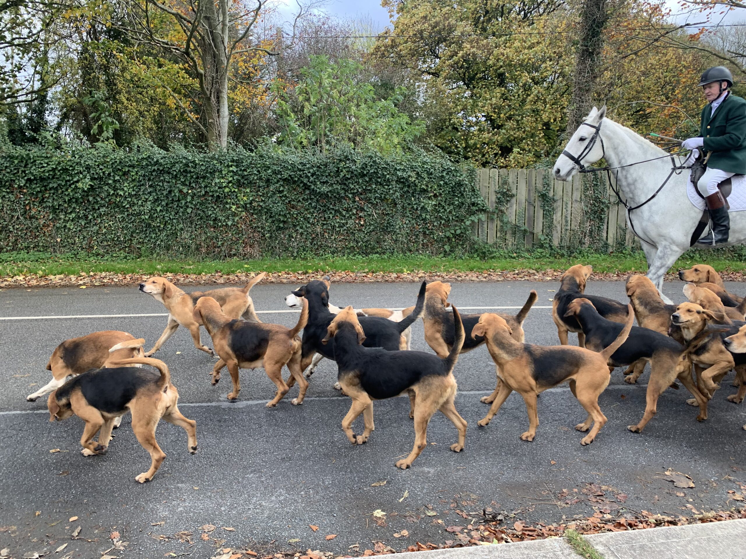 Another Party in the Clubhouse, Local Hunt rents Facilities, Halloween this Friday, Race Night Saturday the 8th of November and other news